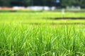 Closeup image of green rice field with blur nature Royalty Free Stock Photo