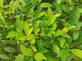 Closeup image of green tea leaves in the garden