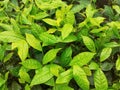 Closeup image of green tea leaves in the garden