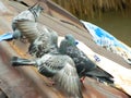 Closeup image of a group of pigeons fighting
