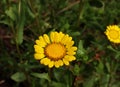 Closeup image of Gumweed Grindelia in organic garden .Grindelia has a calming effect it effective in the natural treatment of asth Royalty Free Stock Photo