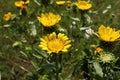 Closeup image of Gumweed Grindelia in organic garden .Grindelia has a calming effect it effective in the natural treatment of asth Royalty Free Stock Photo