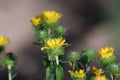 Closeup image of Gumweed Grindelia in organic garden .Grindelia has a calming effect it effective in the natural treatment of asth Royalty Free Stock Photo