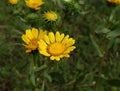 Closeup image of Gumweed Grindelia in organic garden .Grindelia has a calming effect it effective in the natural treatment of asth Royalty Free Stock Photo