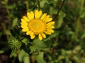 Closeup image of Gumweed Grindelia in organic garden .Grindelia has a calming effect it effective in the natural treatment of asth Royalty Free Stock Photo