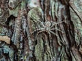 Closeup image of a hairy spider hiding on the mossy pine tree bark on a summer day Royalty Free Stock Photo