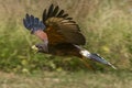 Harris Hawk in flight Royalty Free Stock Photo