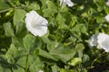 Closeup image hedge bindweed flower (Calystegia sepium) Royalty Free Stock Photo