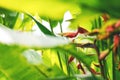 The heliconia plants in tropical rainforest