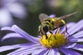 Hoverfly on Purple Aster x frikartii `Monch` Royalty Free Stock Photo