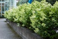 Closeup image of a Hydrangea paniculata hedge