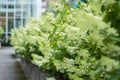 Closeup image of a Hydrangea paniculata hedge