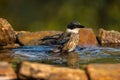 Closeup image of a Iberian magpie (Cyanopica cooki) perched on a branch