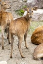 the closeup image of Indian hog deer (Axis porcinus).