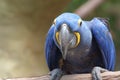 Closeup image of isolated Hyacinth Macaw Royalty Free Stock Photo