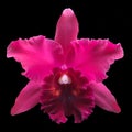 Purple colored orchid flower on dark background