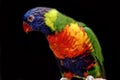 Closeup image of isolated Rainbow Lorikeet Royalty Free Stock Photo