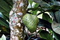 Closeup image of isolated soursop guyabano fruit