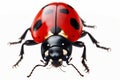 closeup image of a ladybird on a white background Royalty Free Stock Photo