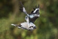 Laughing Kookaburra in flight Royalty Free Stock Photo