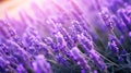 Closeup image of lavender flowers in field, lavender wallpaper