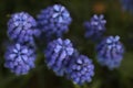 Closeup image of lavender flowers Royalty Free Stock Photo