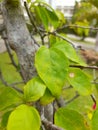 Closeup image of Leaves with blurry background, using selected focus mode