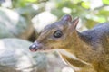 The closeup image of Lesser mouse-deerTragulus kanchil Royalty Free Stock Photo