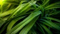 Closeup image of long fresh leaves covered in water droplets in garden at sunrise Royalty Free Stock Photo