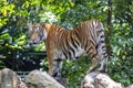 The closeup image of Malayan tiger (Panthera tigris jacksoni). Royalty Free Stock Photo