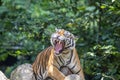 The closeup image of Malayan tiger (Panthera tigris jacksoni). Royalty Free Stock Photo