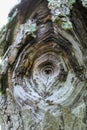 Close up of nectria canker Royalty Free Stock Photo