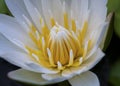 White lotus flower closeup shot with water drops on petals Royalty Free Stock Photo