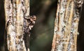 Closeup image of a New Zealand red admiral butterfly Vanessa gonerilla