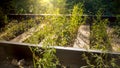 Closeup photo of old abandoned railroad overgrown with grass