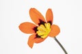 Closeup image of an orange Sparaxis Harlequin Flower
