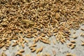 Closeup image of paddy rice seed laid on the ground