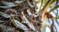 A closeup image of a palm tree its trunk wrapped in a tangle of vines and its crown full of cozy bird nests. The Royalty Free Stock Photo