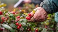 A closeup image of a persons hand carefully plucking a bright red berry from a bush. In the background others can be