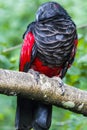 The closeup image of Pesquet`s parrot