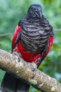 The closeup image of Pesquet`s parrot