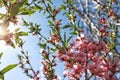 Closeup image of pink almond flowers against a blue sky on a sunny day Royalty Free Stock Photo