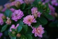 Closeup image of a pink Florist Kalanchoe flower with green leaves Royalty Free Stock Photo