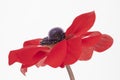 Red Anemone coronaria De Caen `Hollandia` flower against a white background Royalty Free Stock Photo