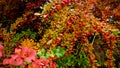 Closeup image of red ripe barberry berries hanging on barberry bush with yellow and red autumn leaves Royalty Free Stock Photo