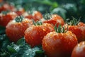 Concept Food Closeup image of ripe red tomatoes with water droplets freshly picked on a farm Royalty Free Stock Photo