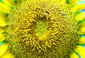 Closeup image of a ripe yellow sunflower Royalty Free Stock Photo