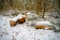 Closeup image of sawn tree under the first snow in Finland, Northern Europe. Beginning of nordic winter. Details of Royalty Free Stock Photo