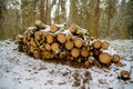 Closeup image of sawn tree under the first snow in Finland, Northern Europe. Beginning of nordic winter. Details of Royalty Free Stock Photo