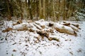 Closeup image of sawn tree under the first snow in Finland, Northern Europe. Beginning of nordic winter. Details of Royalty Free Stock Photo